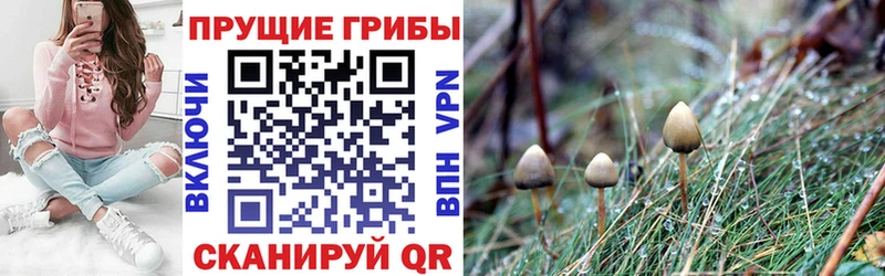 где можно купить   Нижний Ломов  Галлюциногенные грибы Magic Shrooms 